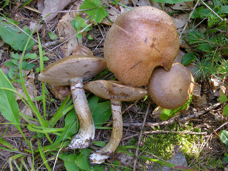 Ritrovamenti del 17 agosto.